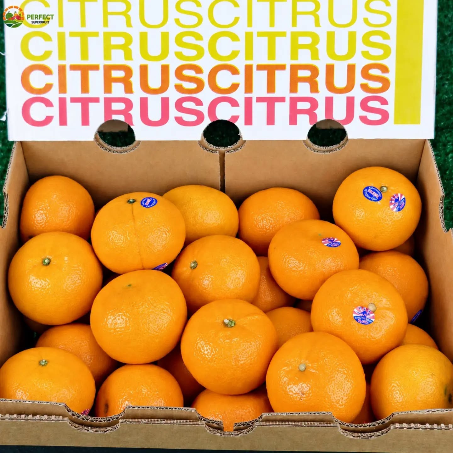 ส้มแมนดารินออสเตรเลีย Citrus รหัส IP-02